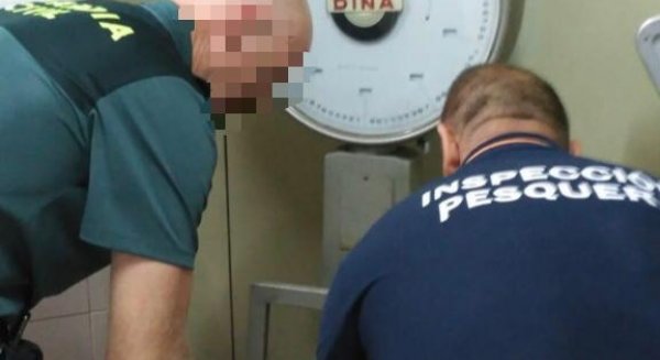 Desarticulado un local clandestino de venta de pulpos inmaduros en Fuengirola