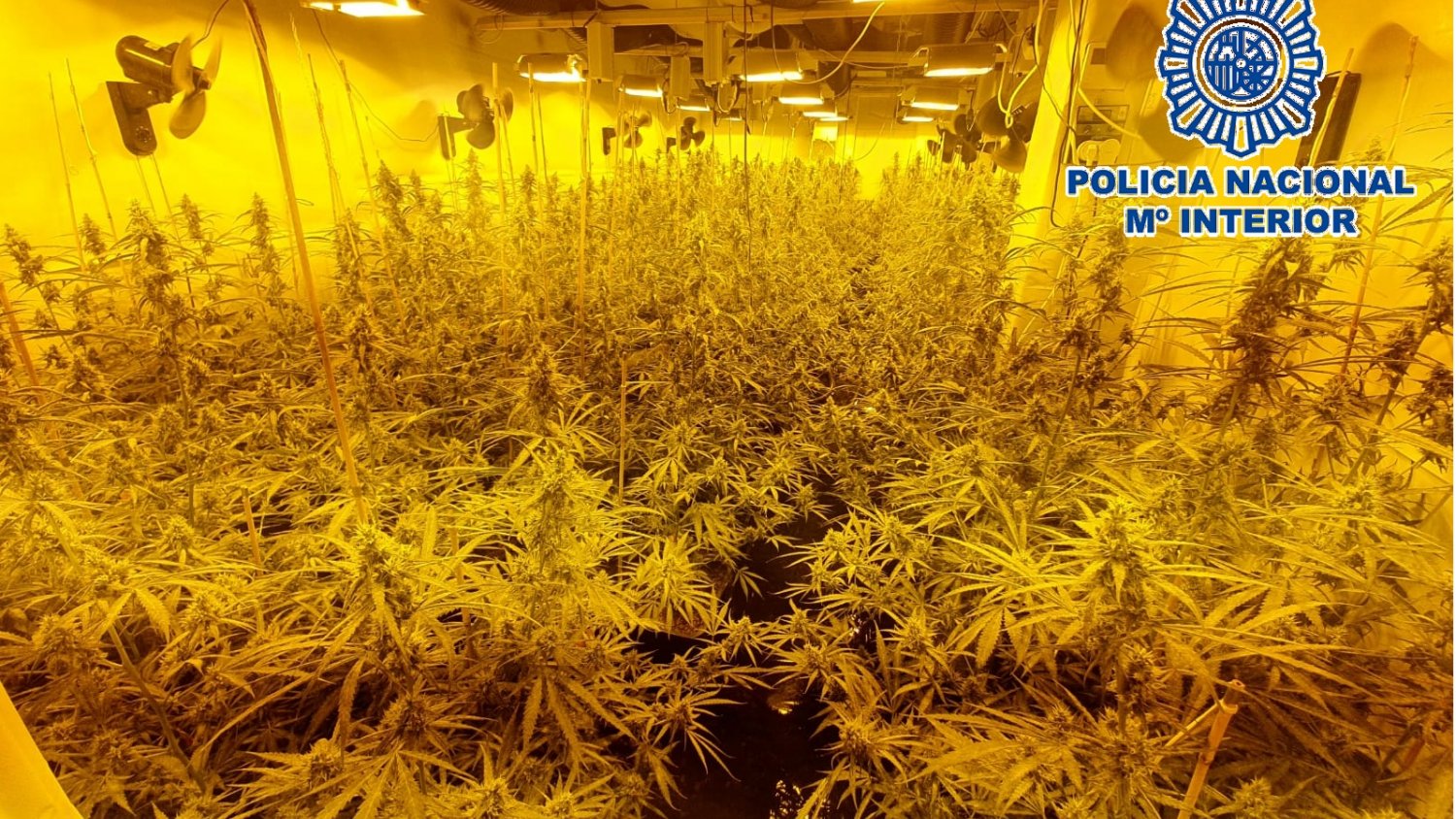 La Policía Nacional interviene una plantación de marihuana en el sótano de una villa de lujo en Mijas