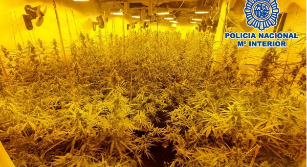 La Policía Nacional interviene una plantación de marihuana en el sótano de una villa de lujo en Mijas