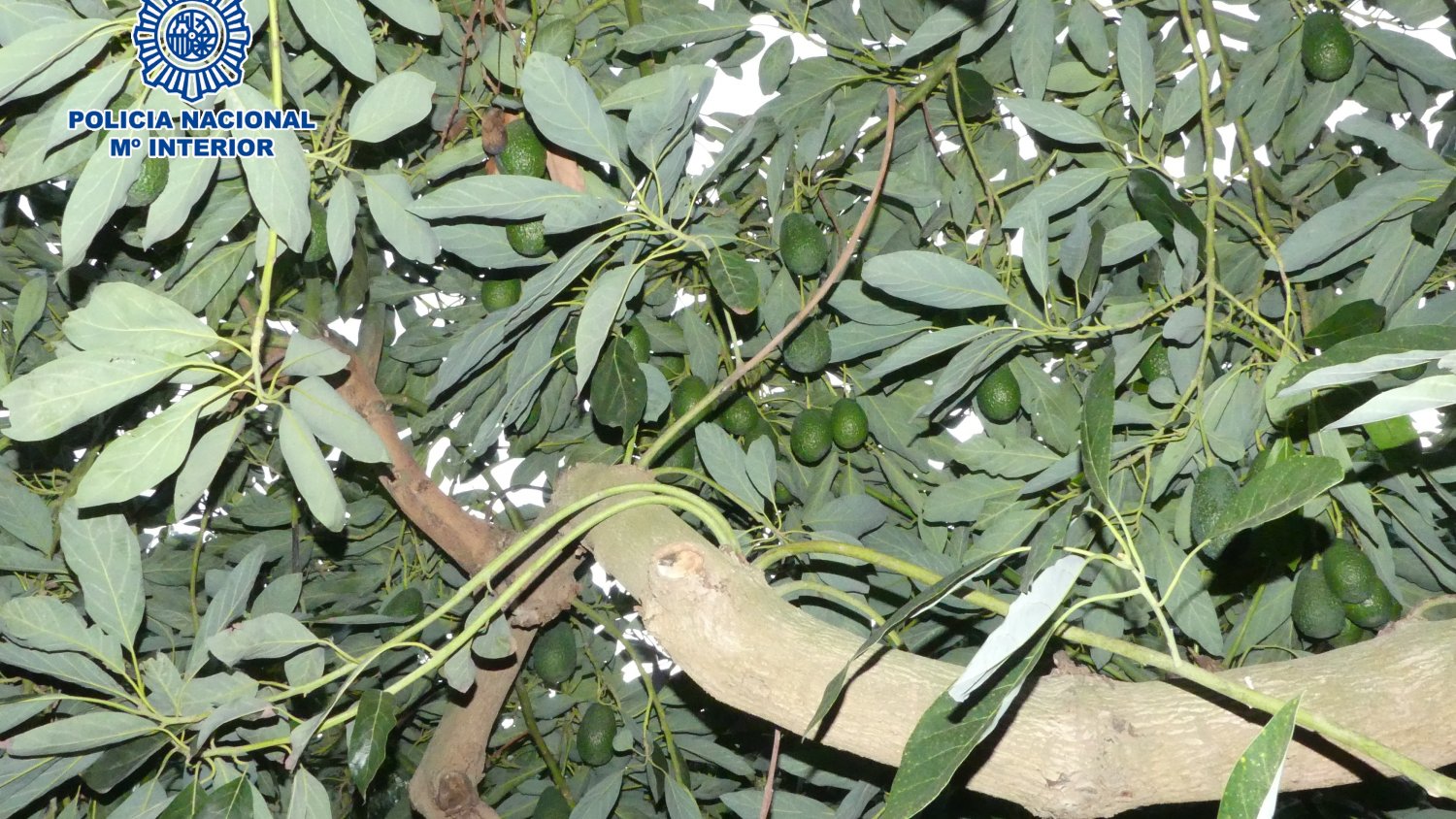 Detienen a tres personas por el robo de aguacates en una finca de Almayate
