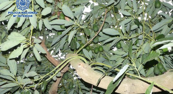 Detienen a tres personas por el robo de aguacates en una finca de Almayate