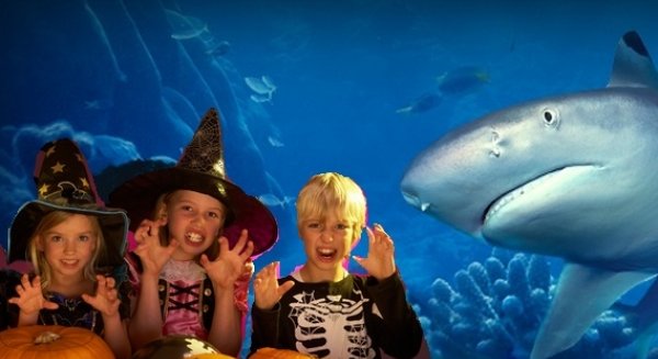 Sea Life Benalmádena premia con entrada gratis a los menores que acudan disfrazados de Halloween