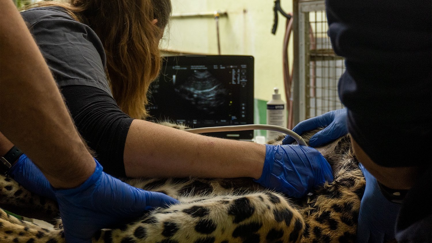 Bioparc Fuengirola realiza una revisión médica a Tissa, el macho de leopardo de Sri Lanka