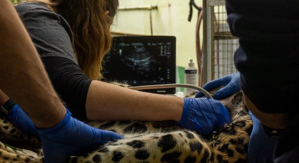 Bioparc Fuengirola realiza una revisión médica a Tissa, el macho de leopardo de Sri Lanka