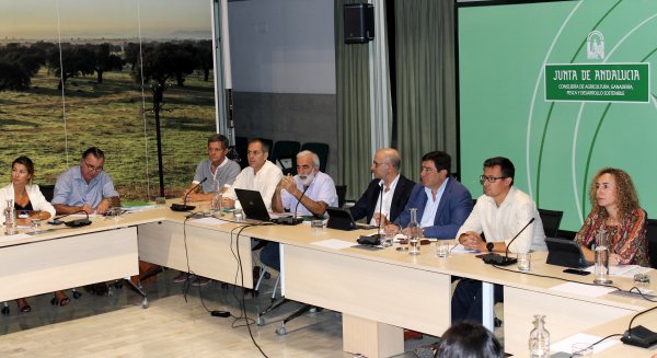 La Junta prevé que la campaña 2019-2020 alcance las 397.300 toneladas de aceituna de mesa