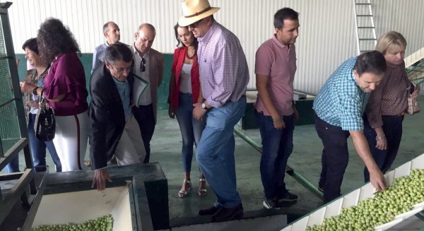 La Junta destaca el valor económico y social de la aceituna Aloreña de Málaga