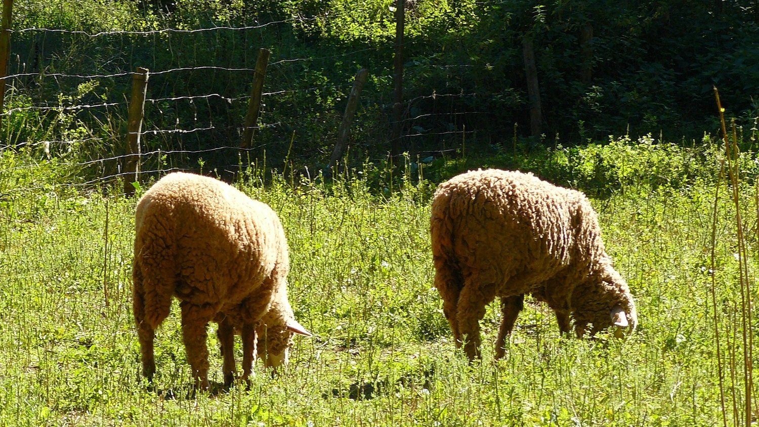 La Junta permitirá el pastoreo en superficie de barbecho de interés ecológico para el Pago Verde de la PAC en 2019