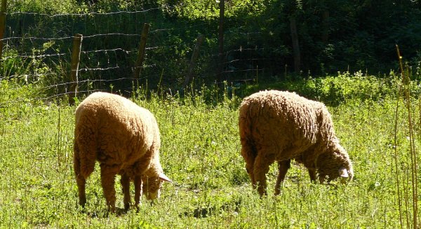 La Junta permitirá el pastoreo en superficie de barbecho de interés ecológico para el Pago Verde de la PAC en 2019