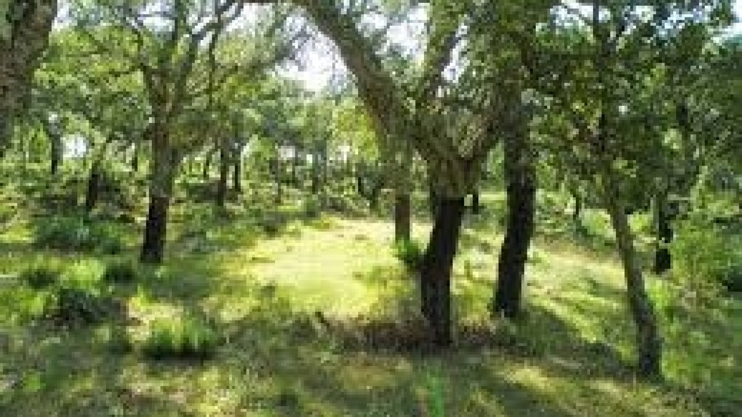 El Gobierno andaluz abrirá en septiembre la convocatoria para solicitar las ayudas destinadas a restaurar y proteger ecosistemas forestales
