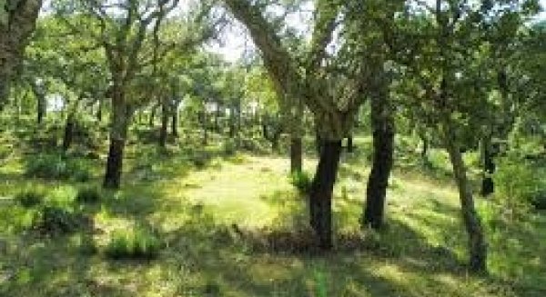 El Gobierno andaluz abrirá en septiembre la convocatoria para solicitar las ayudas destinadas a restaurar y proteger ecosistemas forestales