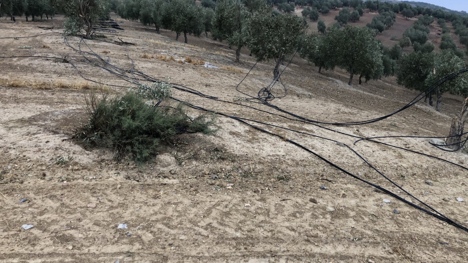 ASAJA hace un llamamiento a los afectados del temporal para que contacten con ellos y puedan valorar los daños