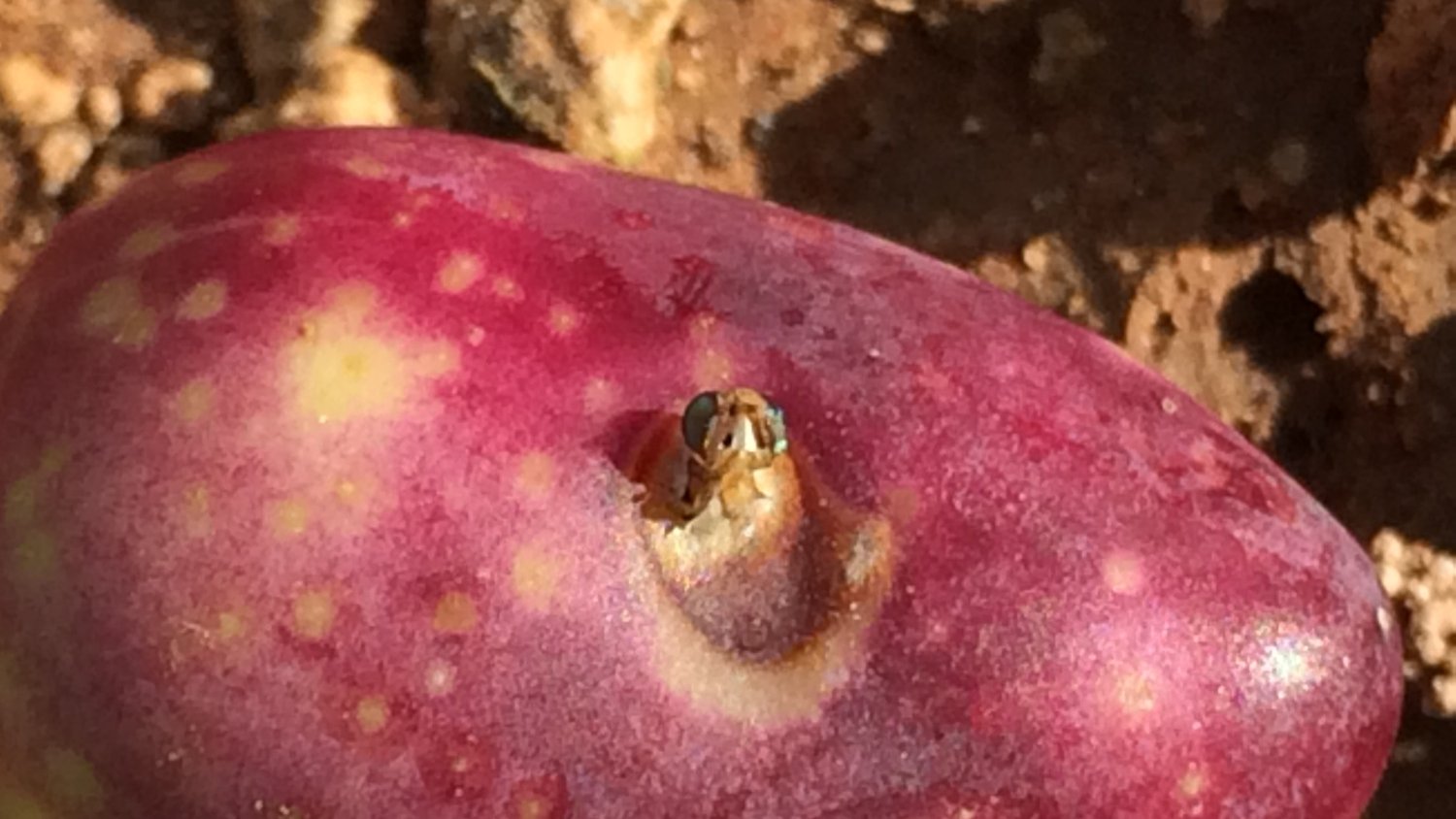 Agricultura pone en marcha una aplicación que permite saber cuándo actuar contra la mosca del olivo con semanas de antelación