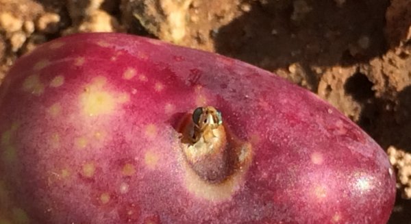 Agricultura pone en marcha una aplicación que permite saber cuándo actuar contra la mosca del olivo con semanas de antelación