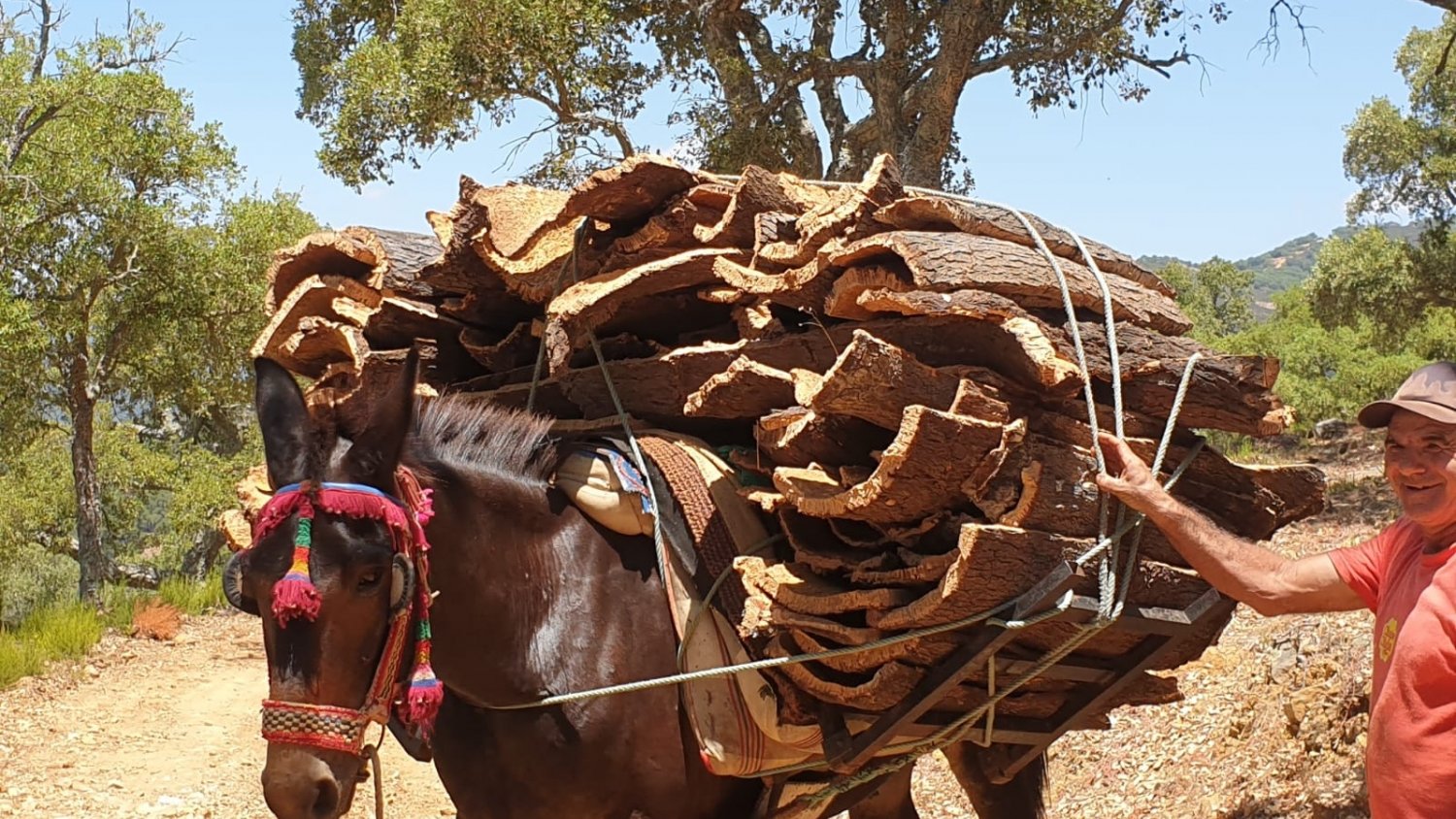 Finaliza la campaña de recolección de corcho en la Serranía de Ronda con una producción menor a la del año pasado