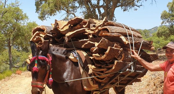 Finaliza la campaña de recolección de corcho en la Serranía de Ronda con una producción menor a la del año pasado