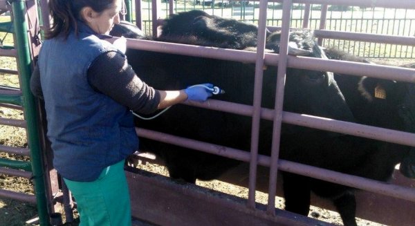 La Junta abre la convocatoria para solicitar las ayudas referentes a los programas sanitarios de las Agrupaciones de Defensa Sanitaria Ganadera
