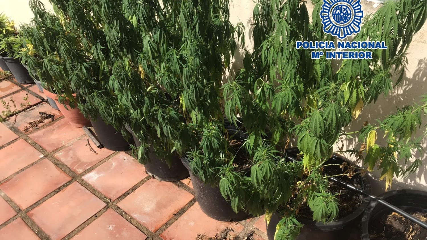 La Policía Nacional desmantela una plantación de marihuana en la azotea de un piso de viviendas