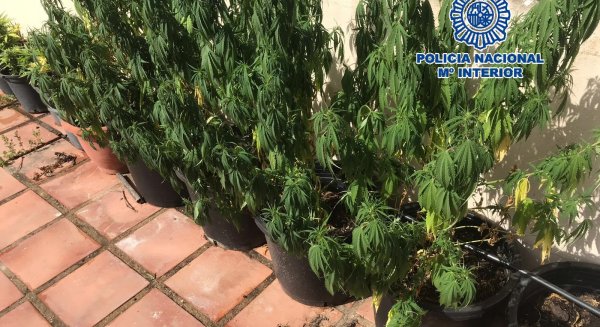 La Policía Nacional desmantela una plantación de marihuana en la azotea de un piso de viviendas