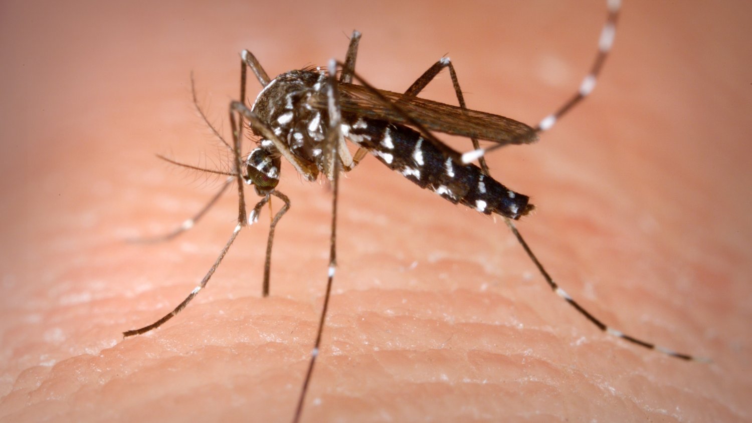 El PSOE pide al Ayuntamiento de Alhaurín de la Torre la fumigación de las larvas de mosquito tigre y la limpieza en cañaverales para erradicar sus picaduras