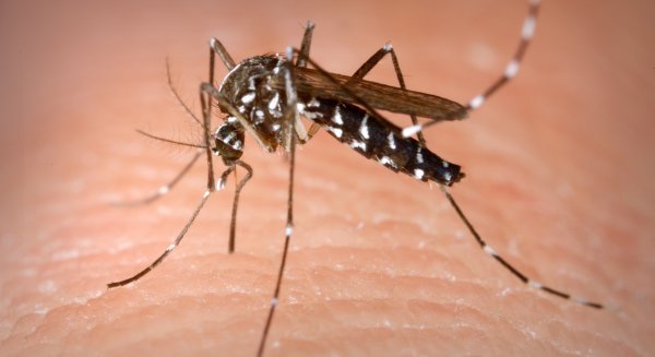 El PSOE pide al Ayuntamiento de Alhaurín de la Torre la fumigación de las larvas de mosquito tigre y la limpieza en cañaverales para erradicar sus picaduras