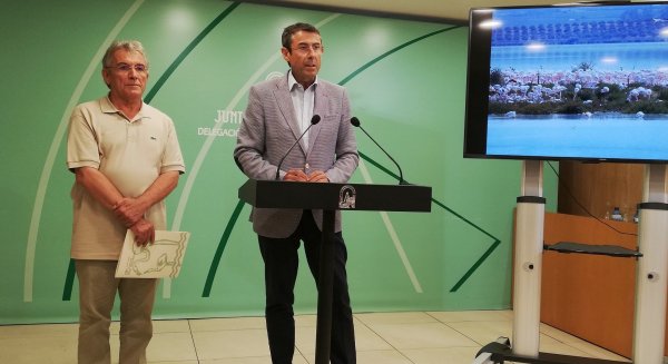 La Junta llevará a cabo el anillamiento de 600 pollos flamencos de la Laguna Fuente de Piedra