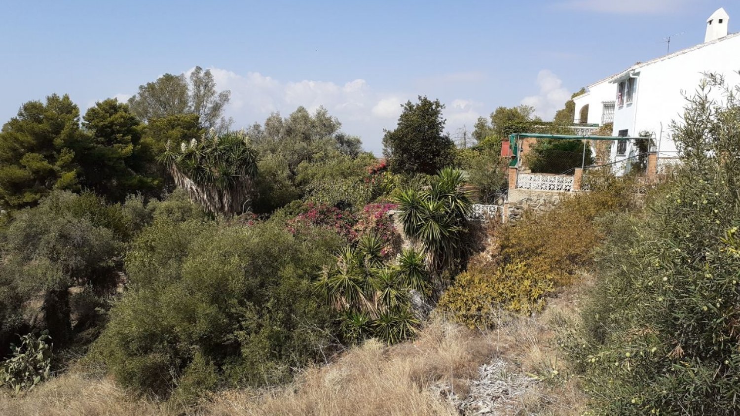 Adelante Málaga visita la Urbanización Peinado Grande para denunciar la situación de abandono que vive la parcela que se incendió días atrás