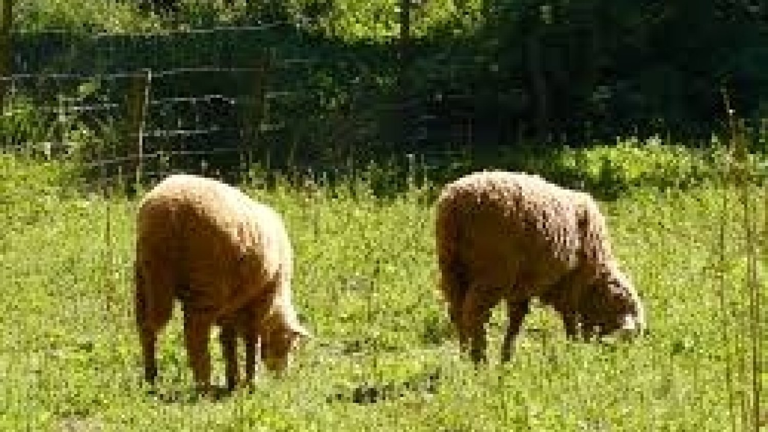 La Junta autoriza el uso de alimento convencional para el ganado ecológico como medida excepcional por la sequía