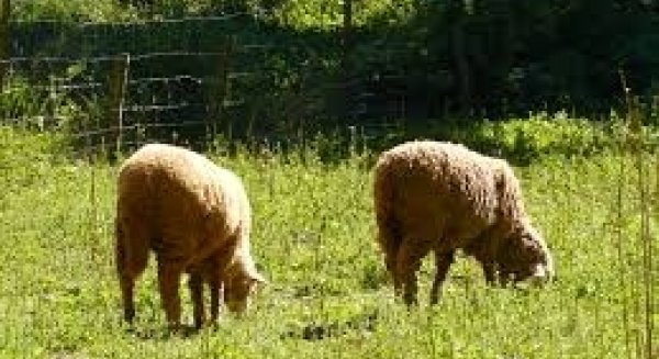 La Junta autoriza el uso de alimento convencional para el ganado ecológico como medida excepcional por la sequía