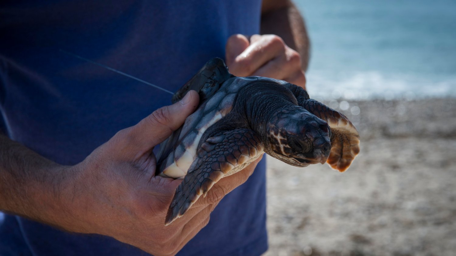 2018 se convierte en el año de menos varamientos de tortugas marinas en las costas andaluzas