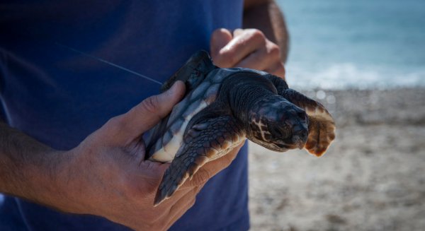 2018 se convierte en el año de menos varamientos de tortugas marinas en las costas andaluzas