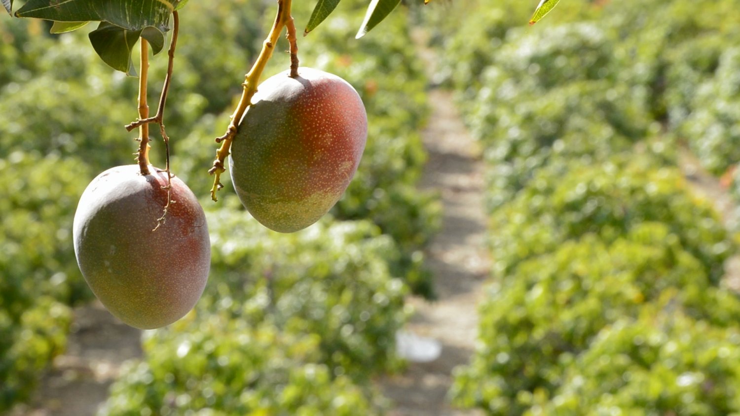 ASAJA Málaga alerta del robo de mangos inmaduros antes del inicio de la campaña