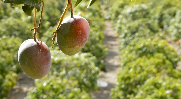 ASAJA Málaga alerta del robo de mangos inmaduros antes del inicio de la campaña