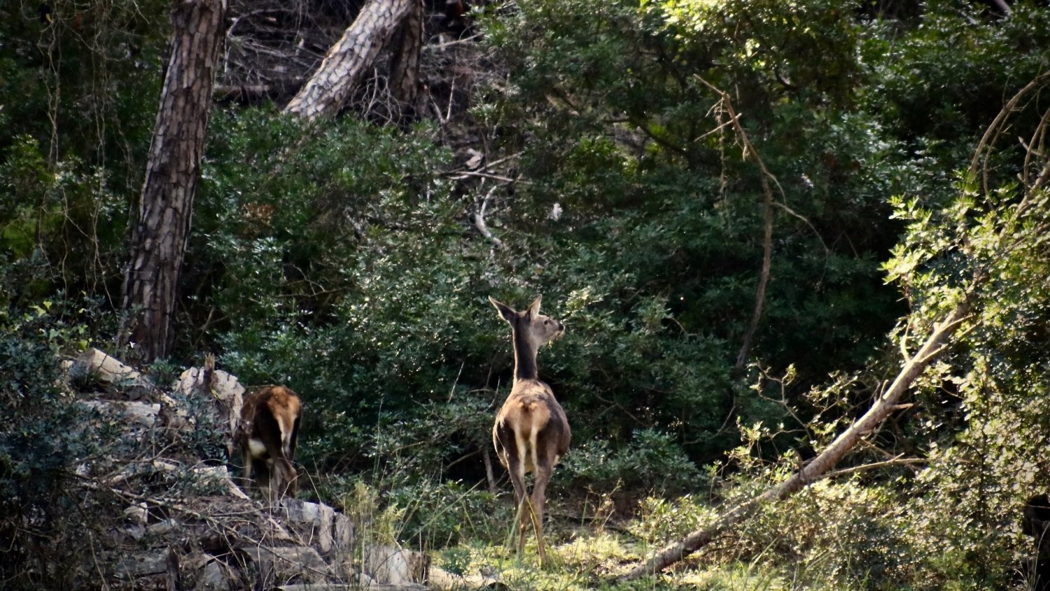 La Junta publica las bases reguladoras de las ayudas forestales 