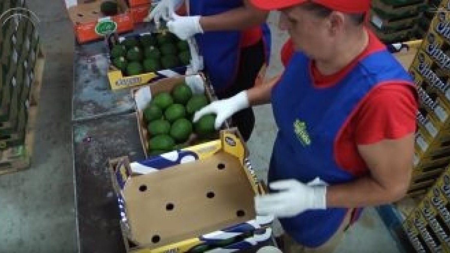 Málaga lidera las exportaciones andaluzas de frutas subtropicales con el 76% del total