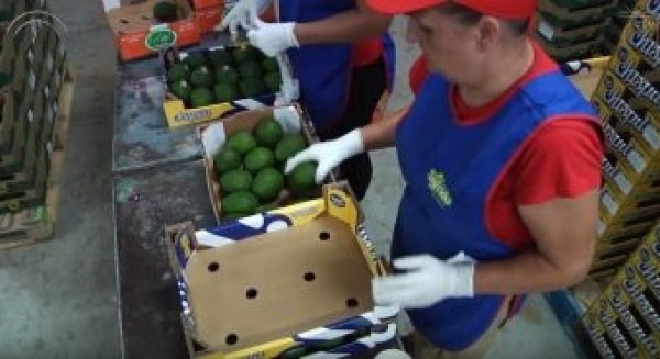 Málaga lidera las exportaciones andaluzas de frutas subtropicales con el 76% del total