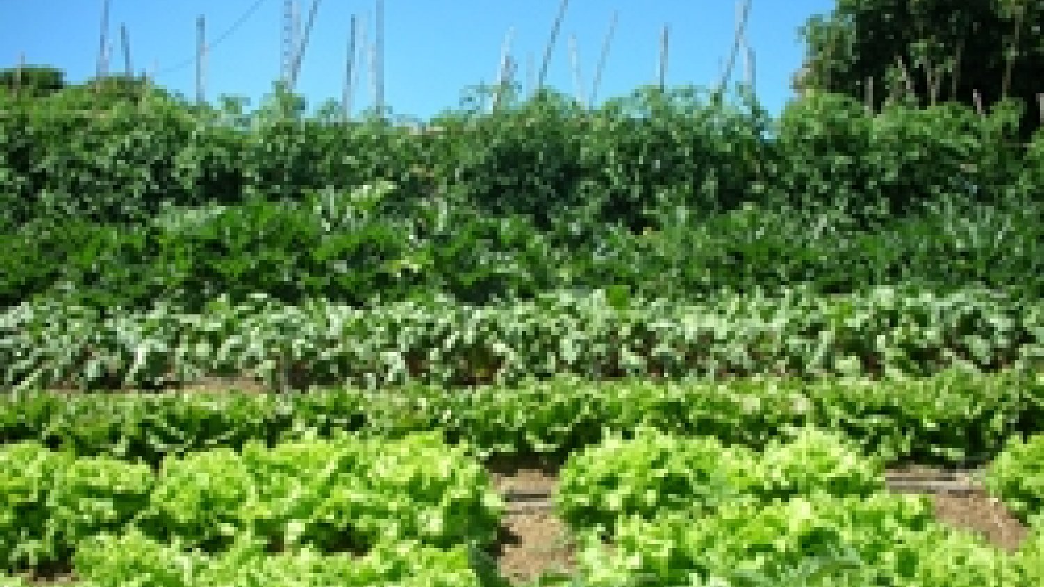 La Junta facilitará la constitución de hasta 1.250 empresas de jóvenes agricultores