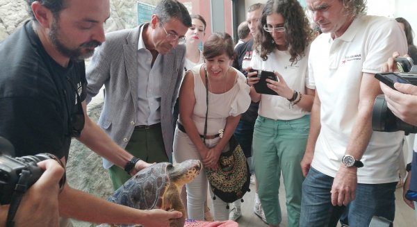 Sueltan en su medio natural a una tortuga boba que se recuperó de sus heridas en el CREMA del Aula del Mar