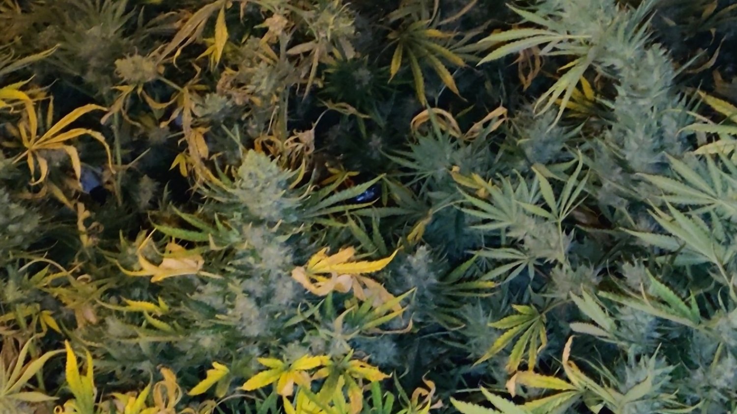 La Policía Nacional desarticula dos puntos de venta de droga y detiene a tres personas