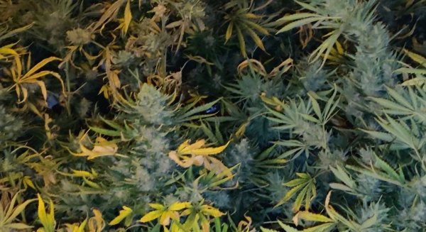 La Policía Nacional desarticula dos puntos de venta de droga y detiene a tres personas