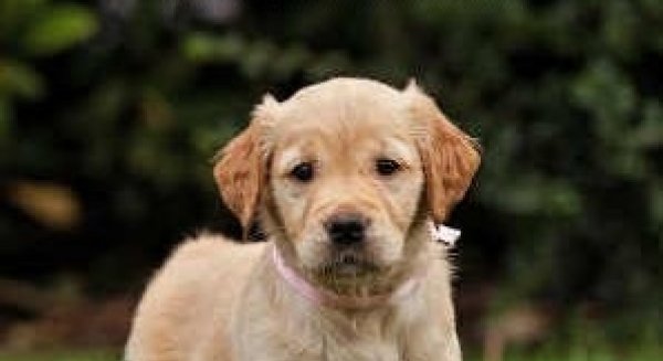 La APP municipal 'Malaguau' ofrece un nuevo servicio de atención para animales de compañía
