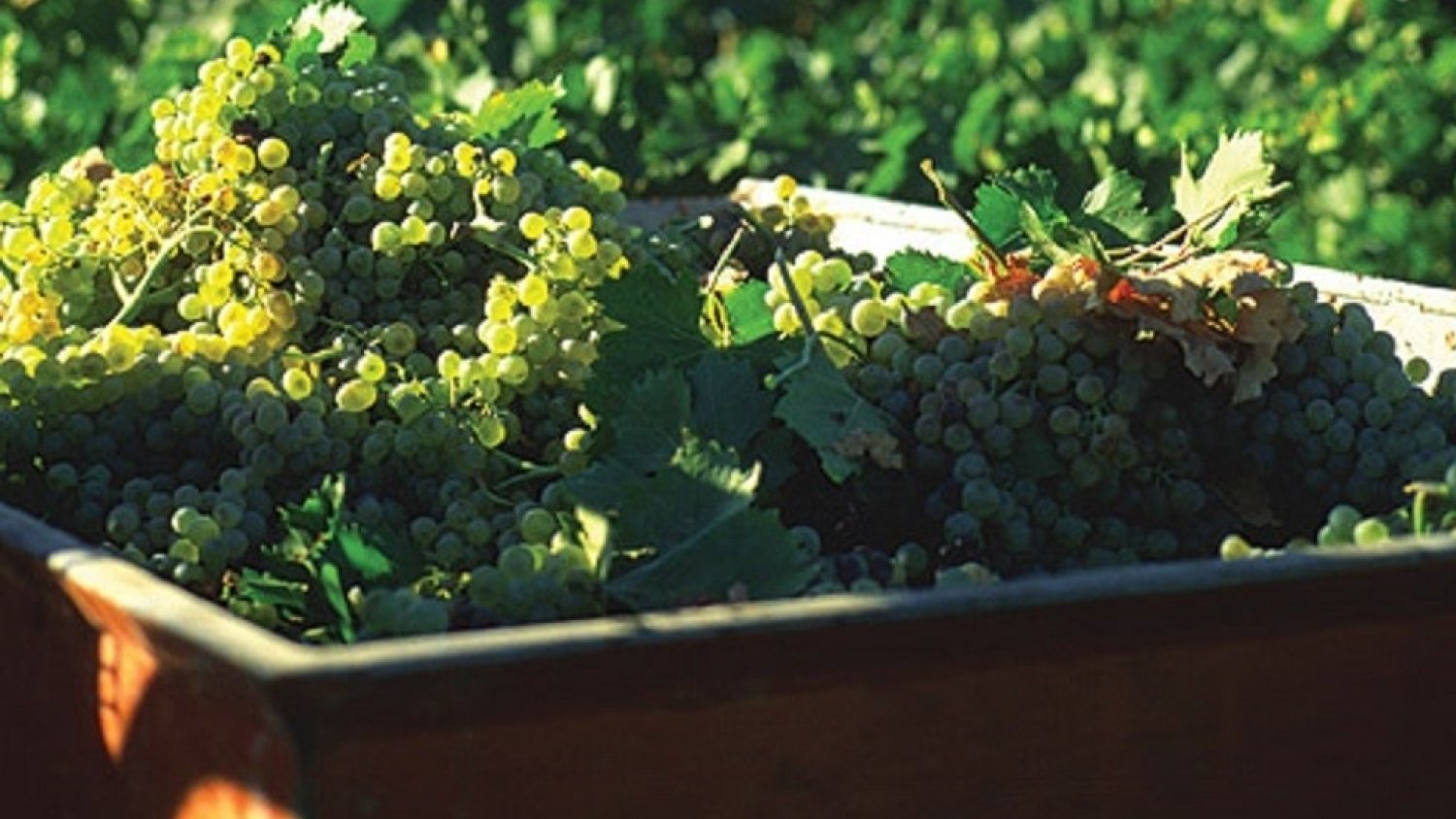 'Sabor a Málaga' volverá a galardonar los mejores vinos de la provincia