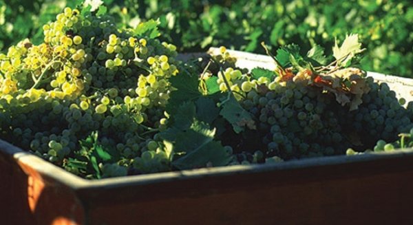 'Sabor a Málaga' volverá a galardonar los mejores vinos de la provincia