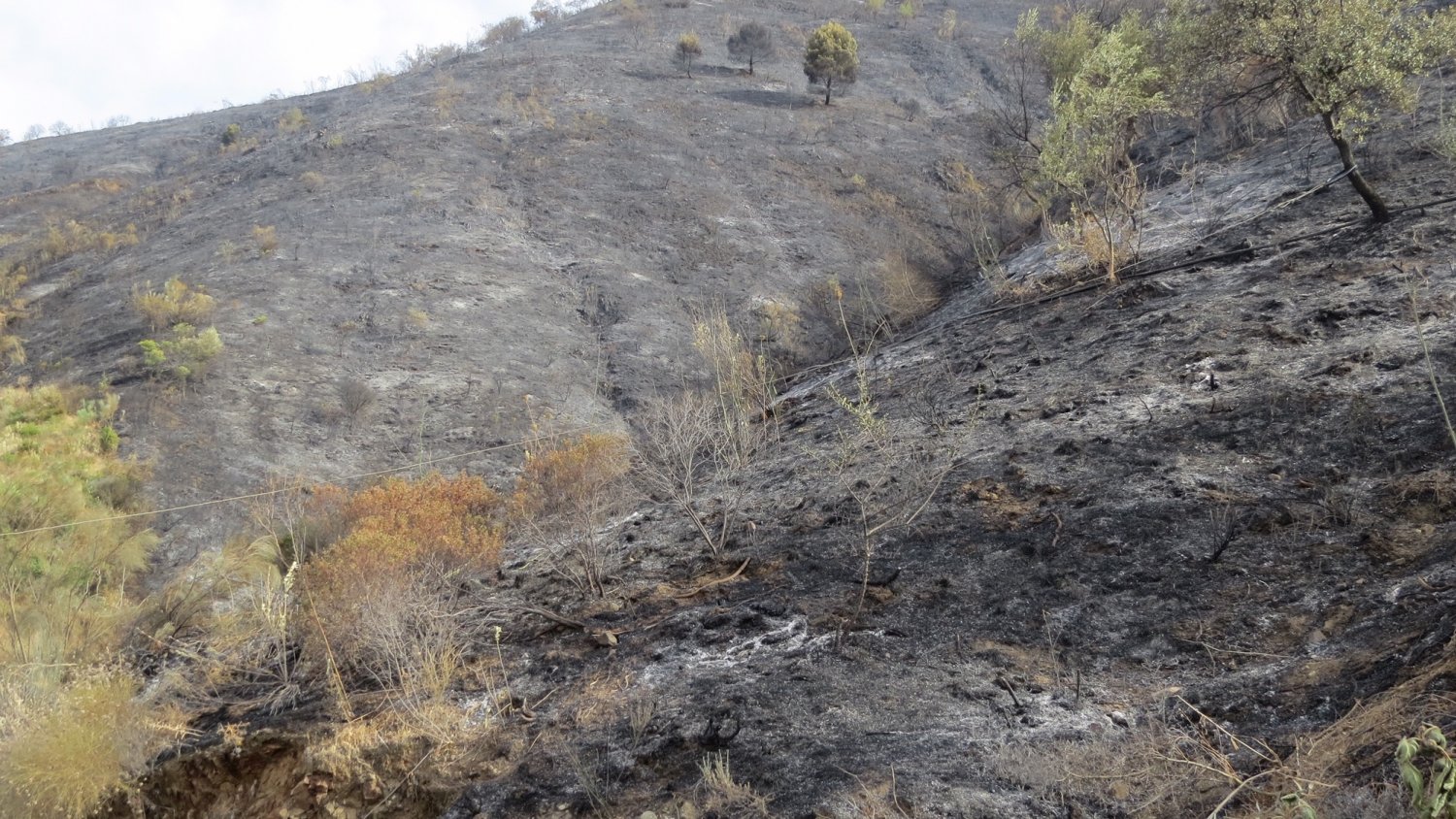 Una persona investigada como presunta autora del incendio forestal en el paraje Carvajal de Málaga