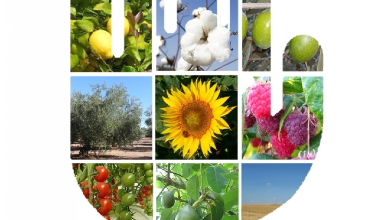 La Junta inicia una campaña dirigida al público general sobre el riesgo que supone traer plantas y frutas de otros países