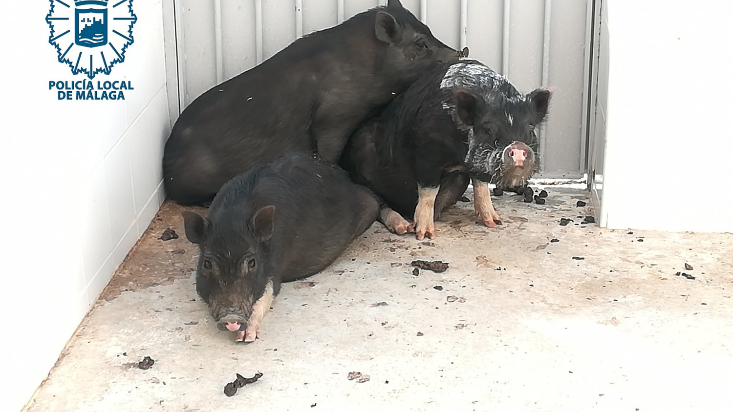 La Policía Local captura cerdos vietnamitas que habían sido abandonados en un recinto cerrado para evitar que proliferen en libertad