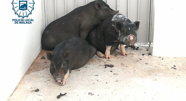 La Policía Local captura cerdos vietnamitas que habían sido abandonados en un recinto cerrado para evitar que proliferen en libertad