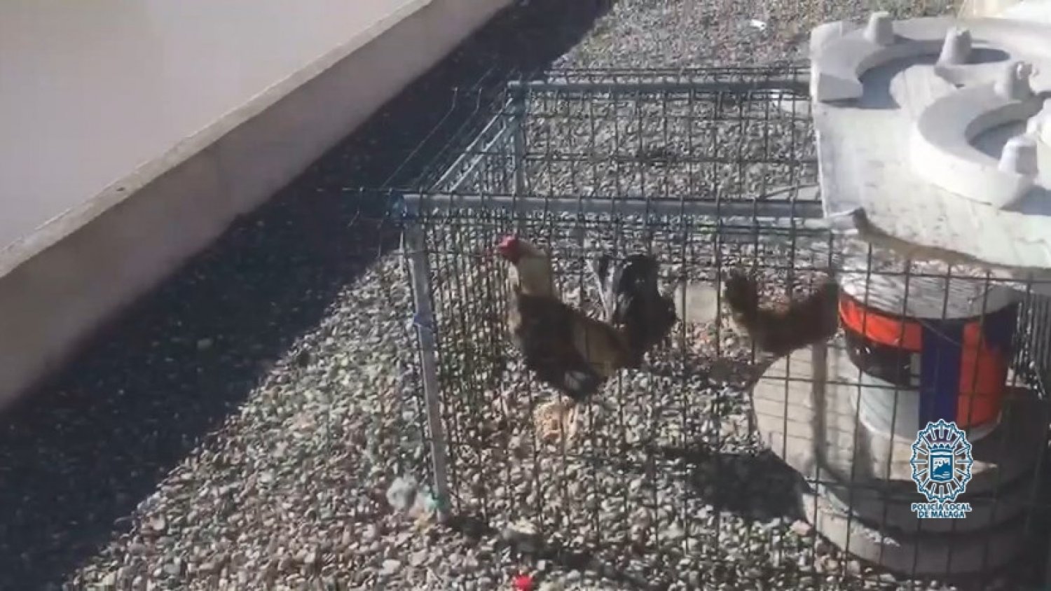 Intervenidos en una azotea dos gallos y cuatro gallinas de raza Combatiente Español