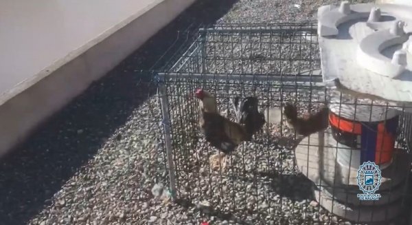 Intervenidos en una azotea dos gallos y cuatro gallinas de raza Combatiente Español