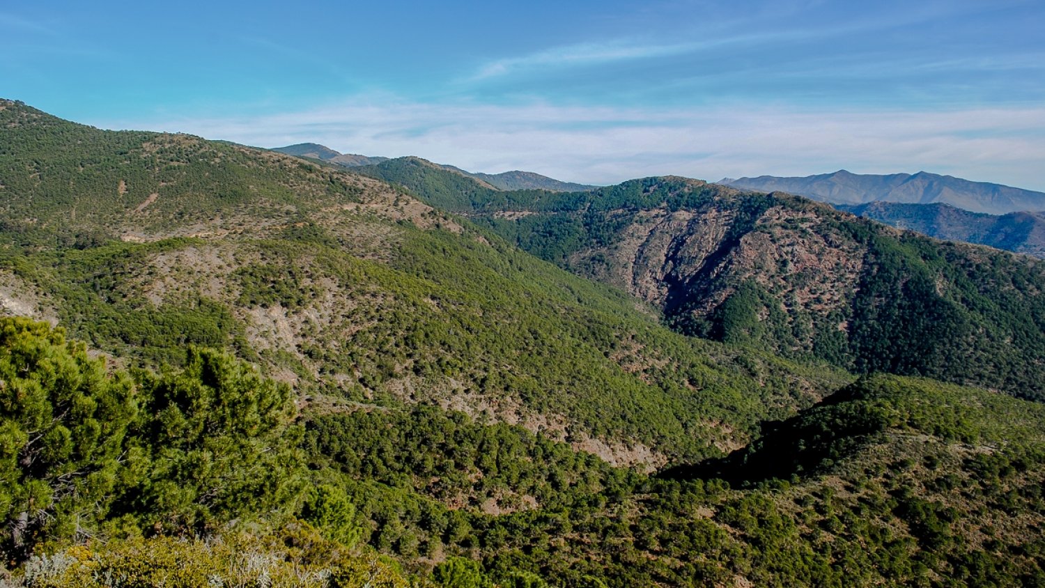 El Ayuntamiento de Estepona intensifica los controles policiales en el acceso a Los Reales para prevenir incendios forestales