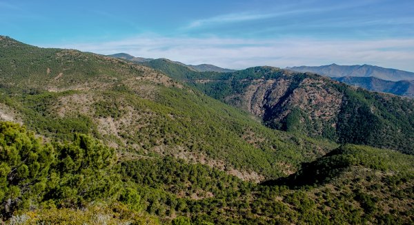 El Ayuntamiento de Estepona intensifica los controles policiales en el acceso a Los Reales para prevenir incendios forestales